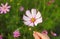 Hand Touching a Blossoming Bicolor Garden Cosmos with Care