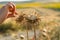 Hand touching dry borriquero thistle in the field