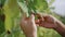Hand touching grape leaf checking grapevine bush closeup. Worker inspecting vine