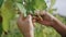 Hand touching grape leaf checking grapevine bush closeup. Worker inspecting vine