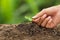 Hand touching leaves of seedling plant with care