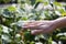 Hand touching leaves of a wet rose bush