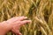 A hand touching ripe wheat spikes