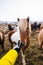 Hand touching a Shetland pony surrounded by horses and greenery with a blurry background