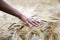 Hand touching wheat field