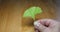 Hand turns ginko leaf