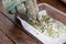 Hand with tweezer attempt to up-root germinated sprout from paper towel