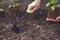 Hand of unknown lady is using hoe and holding young green basil sprout or plant in soil. Ready for planting. Sunlight