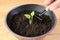 Hand using mini rake to tilling the soil for planting young sprouts