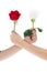 Hand using red rose and white rose to make an arm wrestle