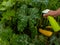 Hand using spray on zucchini yellow flower plant infected by many black aphids.