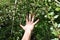 Hand view with red nail polish on green plants background