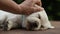 Hand waking up sleeping labrador puppy