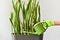 Hand with a watering can waters a houseplant. Care and watering of decorative indoor plants