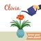 Hand watering clivia plant