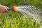 Hand watering green peas in the vegetable garden