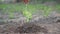 Hand watering planting seedlings growing tree on the garden