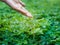 Hand watering pouring on green plant