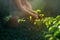 Hand watering pouring on green plant in sunshine