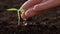 Hand watering young small plant