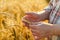 Hand in wheat field. Harvest and gold food agriculture concept.