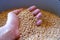 Hand in wheat kernels