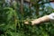 Hand in white glove holds fading tomato leaf