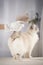 Hand in white glove is stroking a cat,Pet cleaning gloves, check and clean pet\'s body