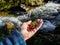 Hand with wild blackcurrant berries on the background of a mountain stream. Gifts of nature, food on the hike