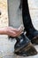 Hand of a woman applying gray alumina clay paste to horse`s hind leg as medical treatment against tendinitis tendon inflammation