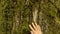 Hand of woman caresses tree bark