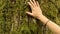 Hand of woman caresses tree bark