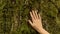Hand of woman caresses tree bark