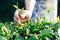 Hand of woman crop a green tea