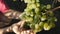 The hand of a woman farmer checks the grapes for ripeness and diseases, touches the berries and leaves of grapes in the