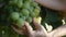 The hand of a woman farmer checks the grapes for ripeness and diseases, touches the berries and leaves of grapes in the