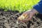 The hand of a woman farmer holds a handful of small onion bulbs for planting against a background of earthen beds.