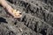 The hand of a woman farmer holds a handful of small onion bulbs for planting against a background of earthen beds.