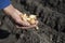 The hand of a woman farmer holds a handful of small onion bulbs for planting against a background of earthen beds