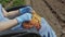 Hand of woman farmer sorting onion seedlings