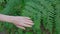 Hand of a woman gently touches the fern plant.