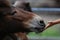 Hand of woman giving horse a grass