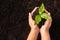 Hand of woman holding compost fertile black soil with nurturing tree growing