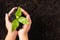 Hand of woman holding compost fertile black soil with nurturing tree growing