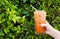 Hand woman holding the glass iced milk tea on green nature