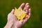 Hand of a woman holding a handful of yellow autumn leaves.