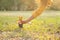 Hand of woman pick up gold trophy cup from green grass floor with sunbeam, for symbol of victory and success for business concept