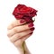 Hand of a woman with red manicure with red rose on white background