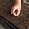 Hand woman sowing cucumber seeds