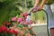 Hand of a woman sprinkling water to flowers